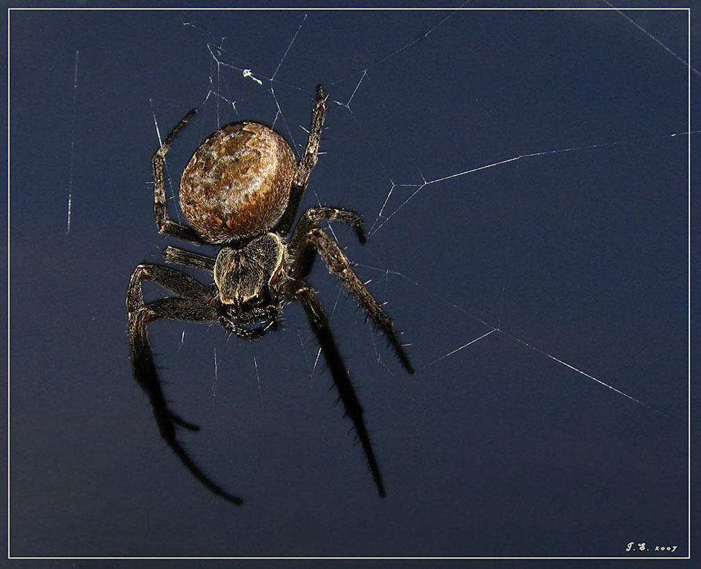 Паук spider