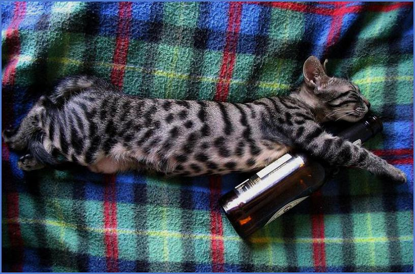 Эх люблю я пивко! Кот котик кошка котёнок киса животное зверь пиво бутылка сон поза