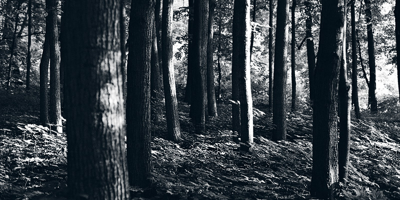 Silent Woods 