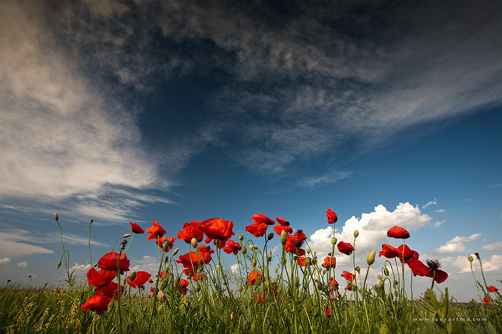 field with poppies 