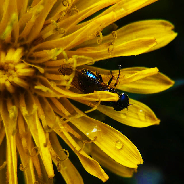Мушка прячется от дождя macro macro_photo макро макро_фото