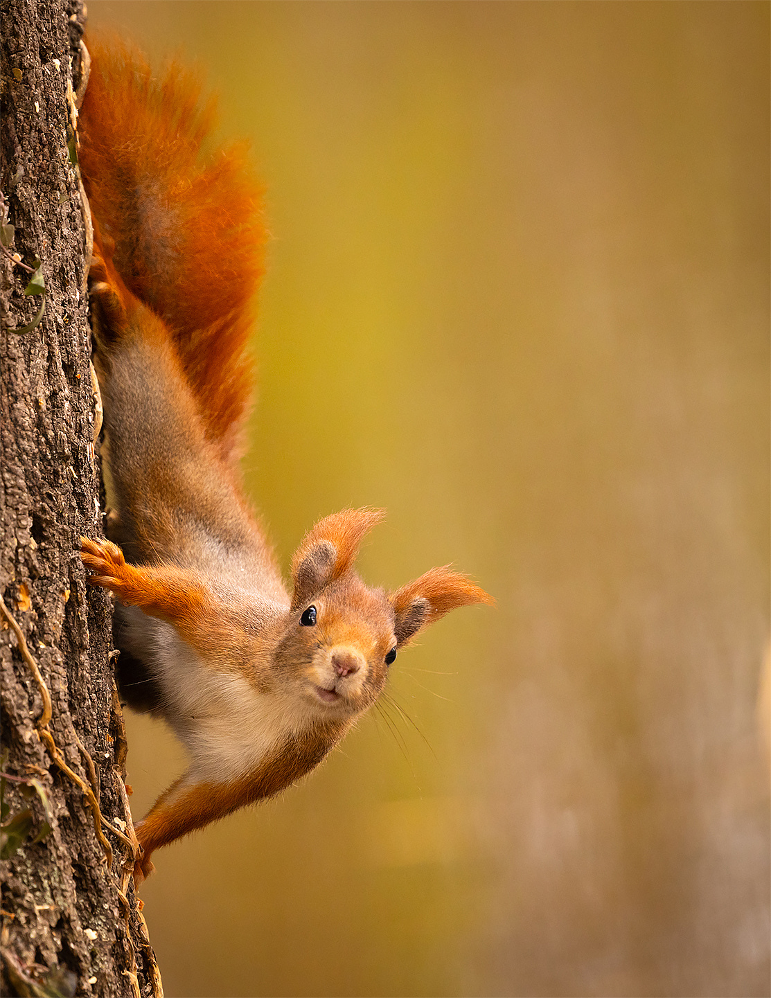 Squirrel 