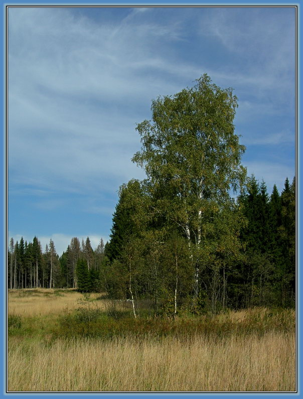 --- лес, опушка, березы, лето