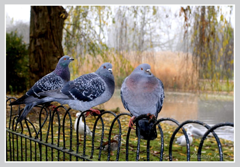 Голуби в Regent\'s Park London UK Regent\'s Park Queen Mary\\\'s Gardens Англия Лондон голубь