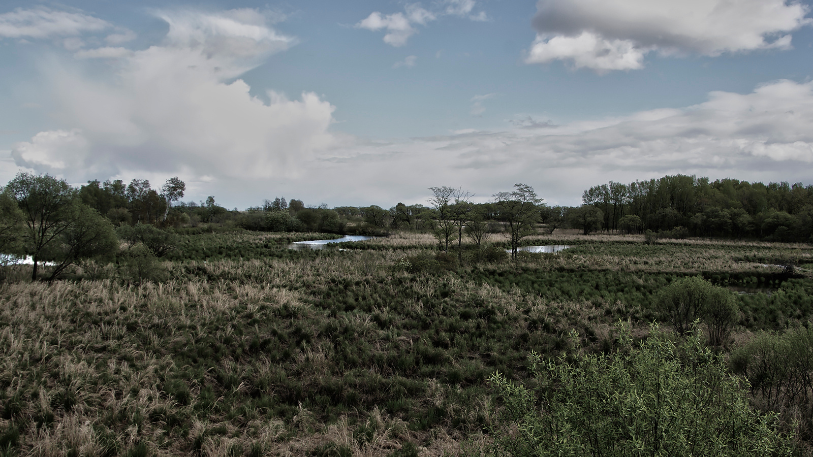 хаотичное русло болотной экосистемы Еврейская автономная дорога Унган Бирофельд река Бирушка