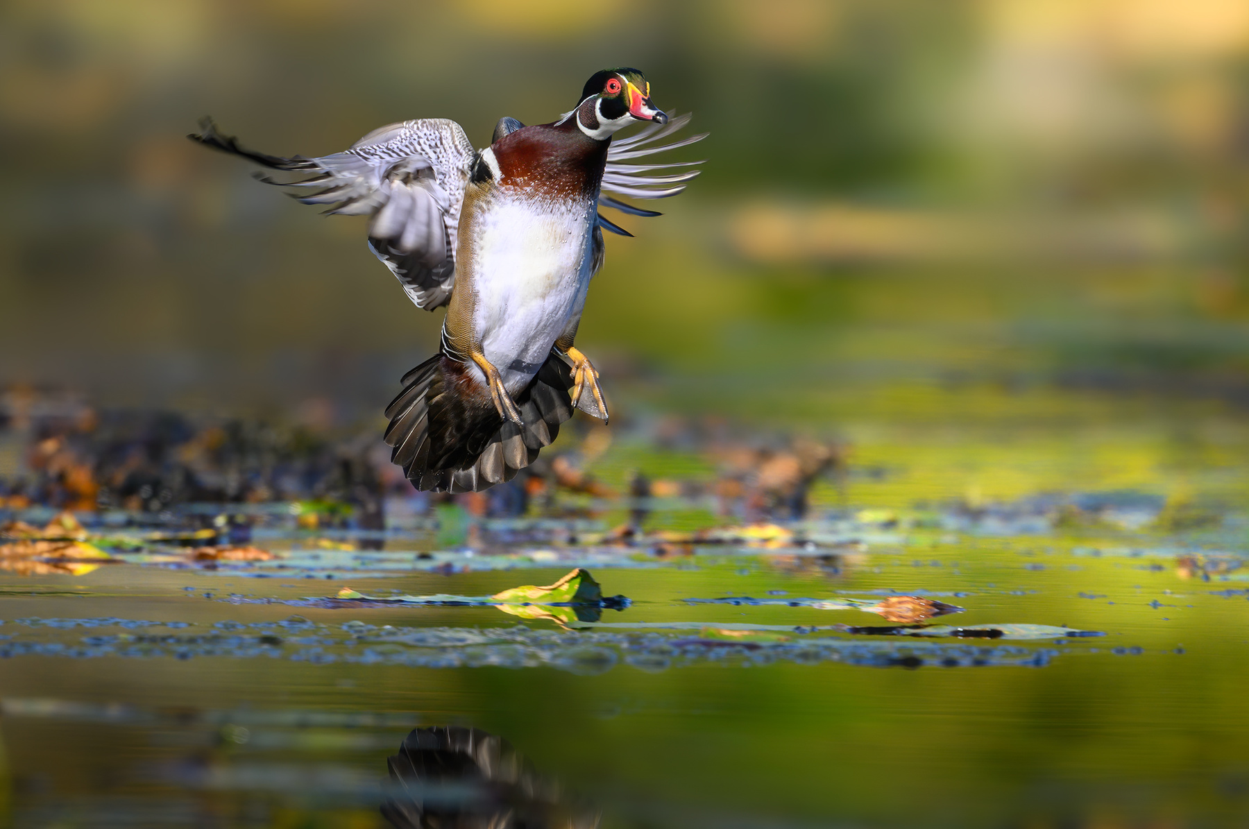 Wood Duck (m) 