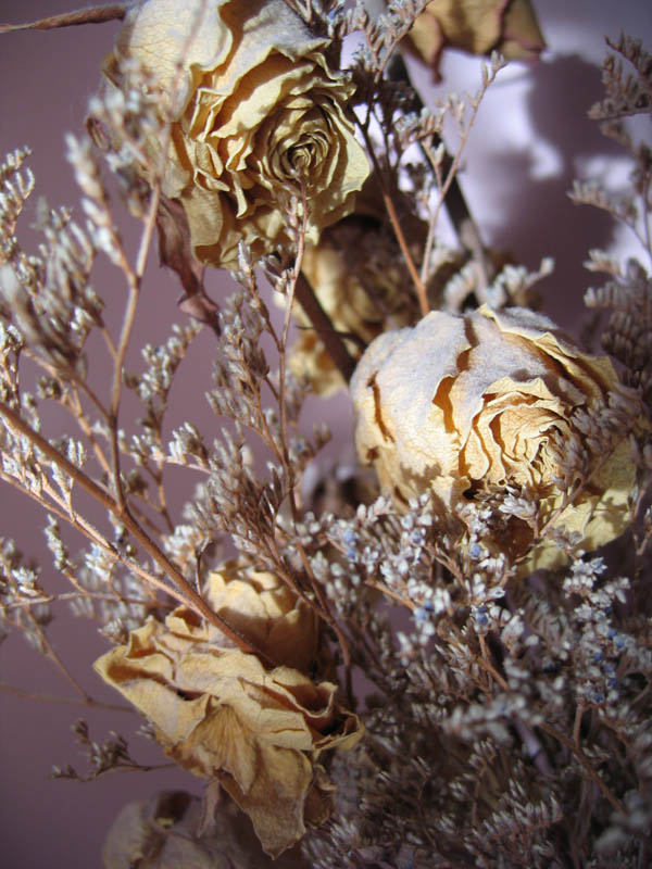 Dried Roses In The Sun Цветы солнце