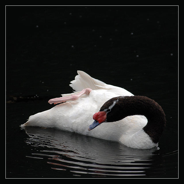 Нега черношейный лебедь Cygnus melanocoryphus