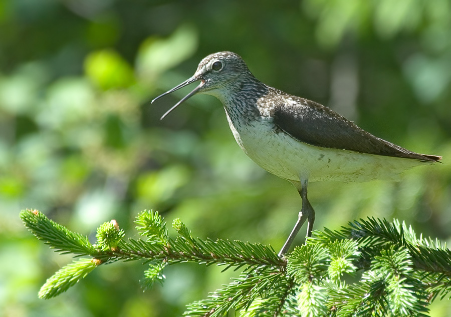Черныш зеленый Черныш, Green sandpiper, Tringa ochropus