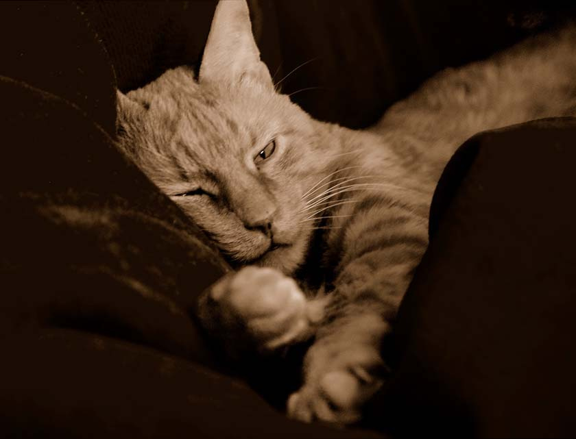 Котя Кошки любимец кот