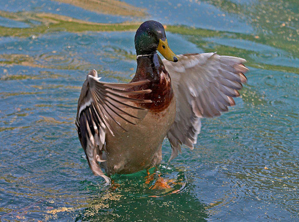 К взлету готов! утка duck