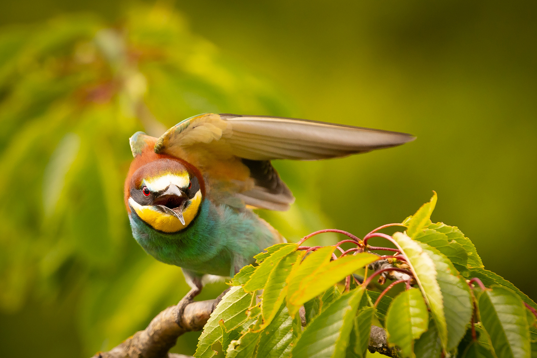 Bee-eater 