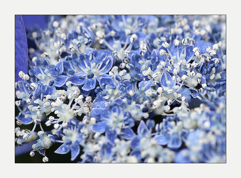 Blue symphony 