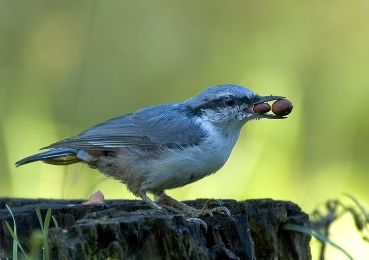 Обжористый поползень Обыкновенный поползень, Nuthatch, Sitta europea