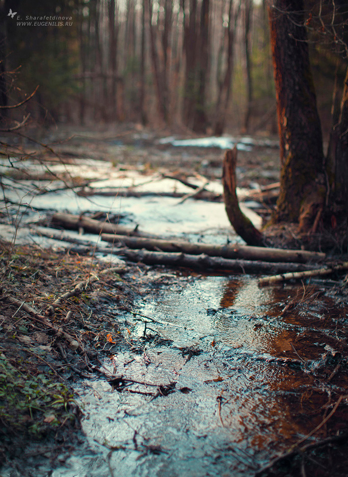 "И была весна..." 2014 Russia Russian forest ice landscape light nature picture spring sun trees