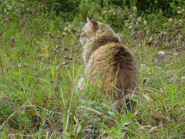 Кошка кошка