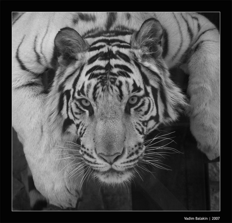 *** white tiger, белый тигр, зоопарк, zoo