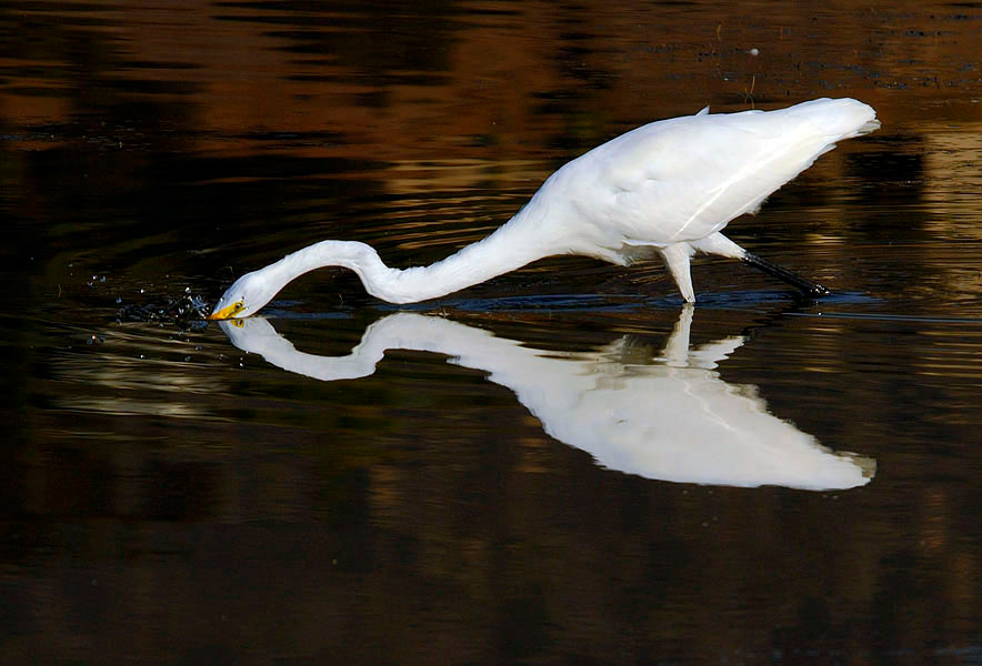 Плюх Большая белая цапля, Ardea alba, Лагуна Малибу, Great Egret, Malibu Lagoon, California