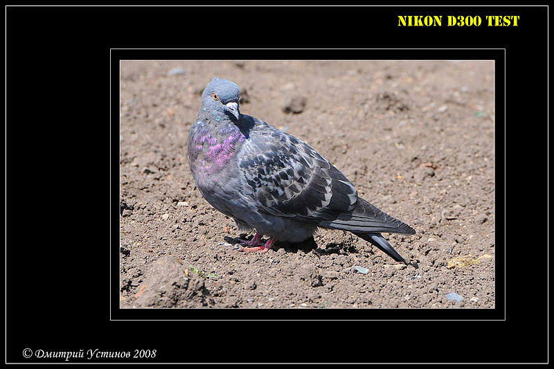 Attention Nikon город Life Style птица голубь контраст D300 тест test