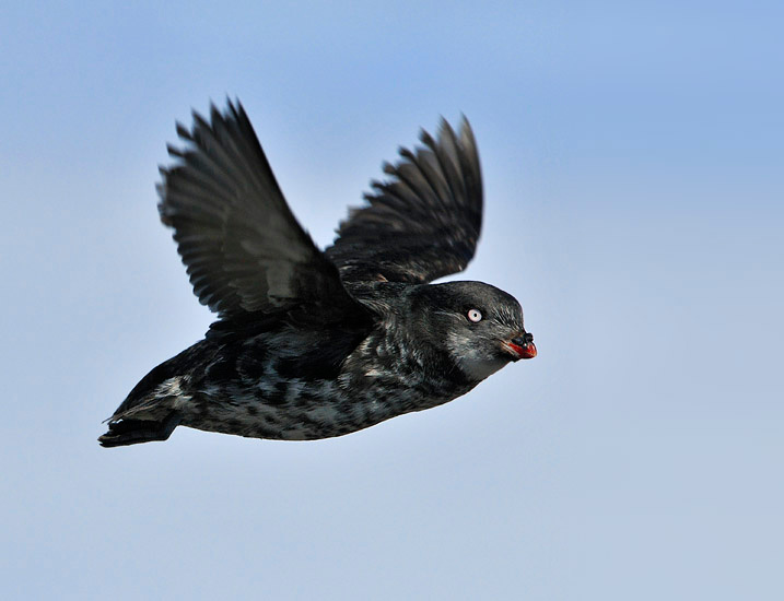 Летучая конюга Конюга-крошка, Aethia pusilla, Least Auklet, St. George Island, the Pribilofs, Bering Sea, Alaska