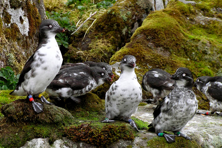 Сплетники Конюга-крошка, Aethia pusilla, Least Auklet, St. George Island, Alaska