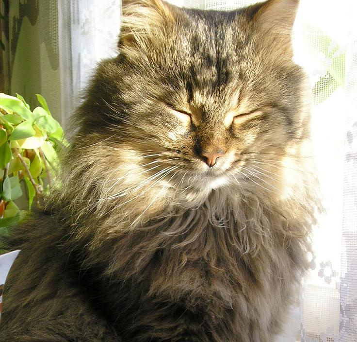 Котик мой:))) 