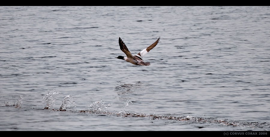 По следам невидимки Большой крохаль Mergus merganser
