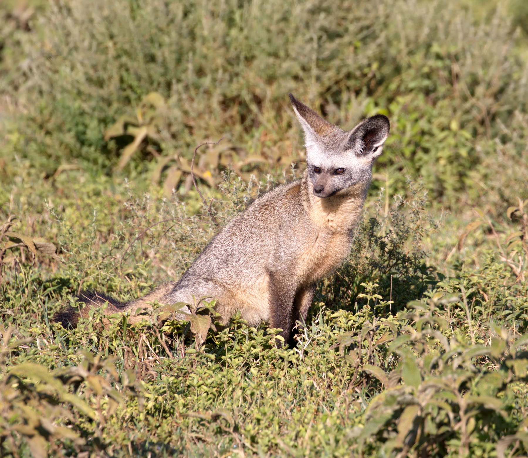 Большеухая красавица фотоохота наблюдение Танзания