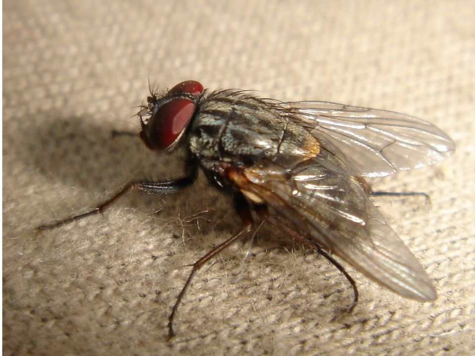 А я маленькая бяка!.... fly, myha, муха, zvuv