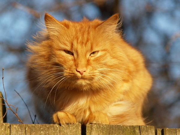 чеширский кот кот,рыжий,закат