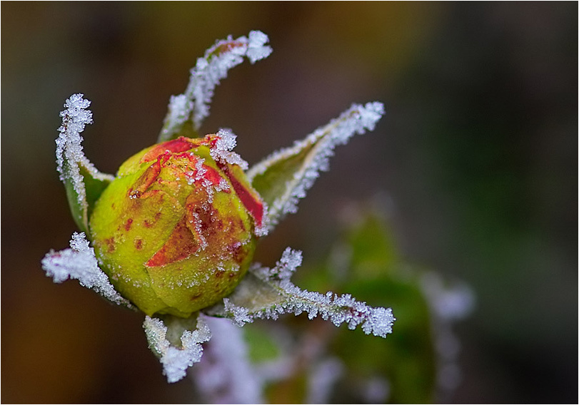 Ice Rose 