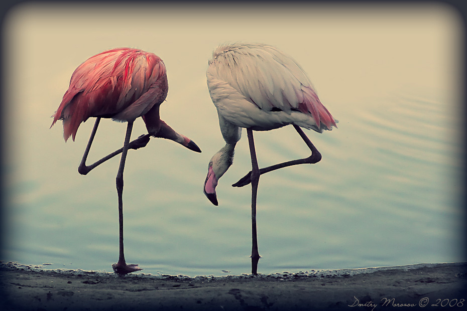 *** moscow, zoo, cross, process, flamingo