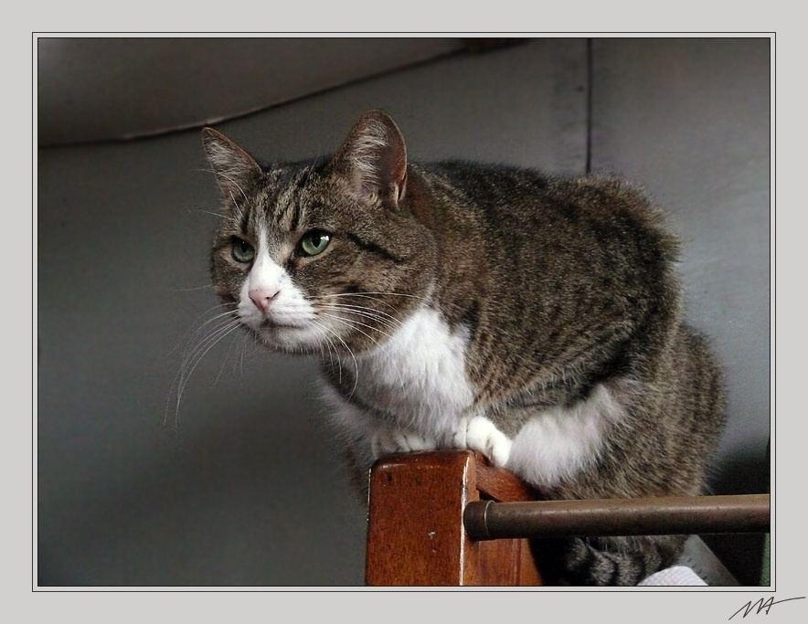 Непогода (2) кошка, звуки, шторм, Waddenzee, Нидерланды