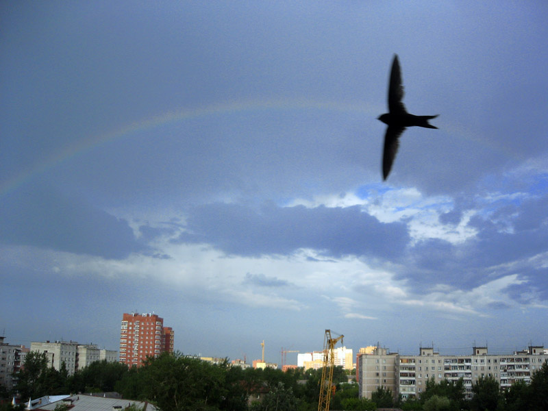 Rainbow vs Bird радуга, птица