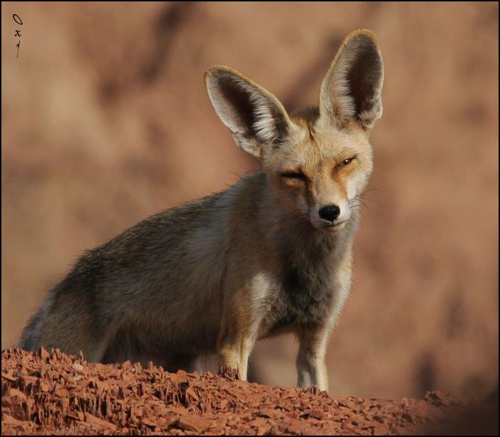 Взгляд... лисица песчаная Vulpes rueppelli Египет, Синай, Egypt, Sinai, Дахаб, Dahab