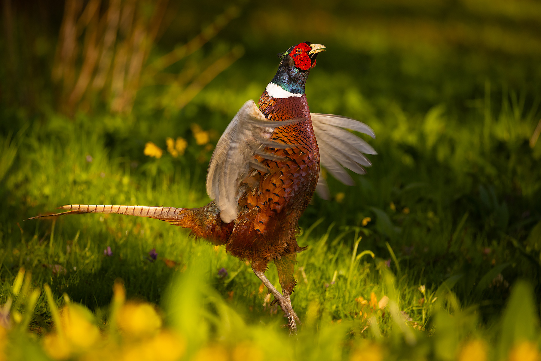 Pheasant 