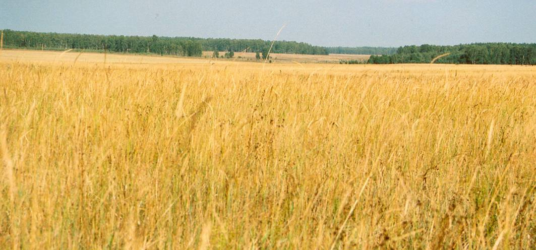 Русское поле поле лес природа пейзаж Россия
