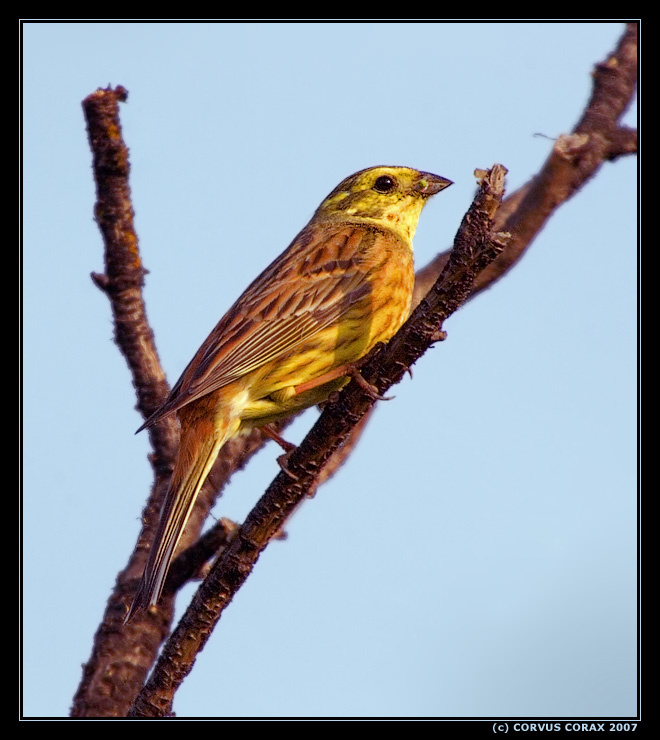 Меня не видно! Обыкновенная овсянка Emberiza citrinella