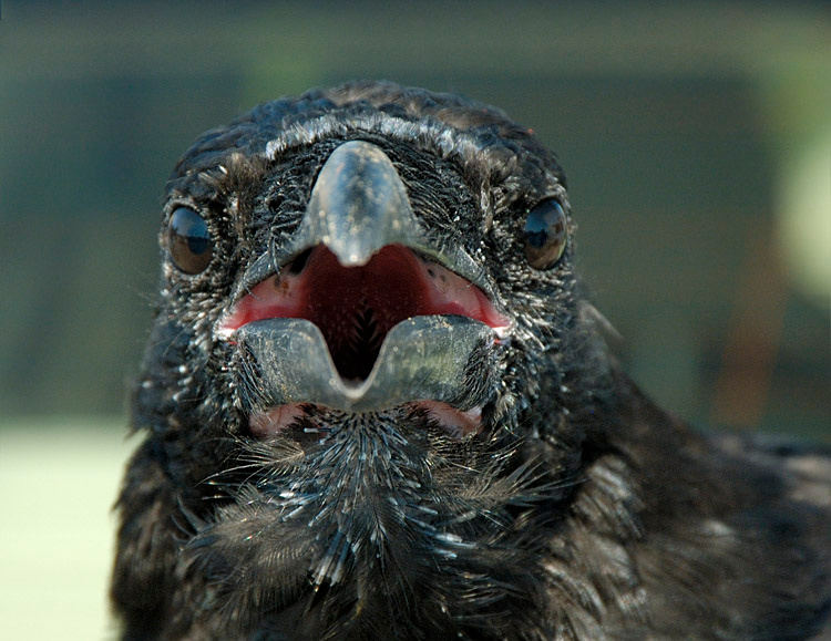 Glazastoi Hishnik Raven