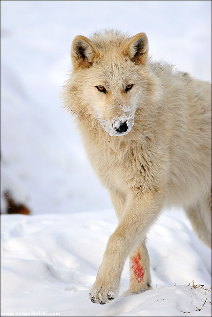 wolf wolf