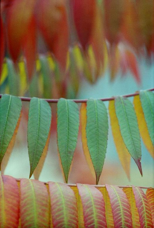 Leaves природа, листья, осень