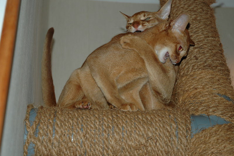 Котосвалка Кот