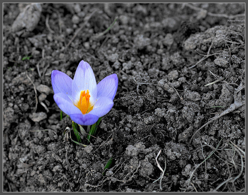 Лунный модуль крокус Crocus