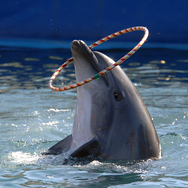 Что, ловко? дельфин афалина Tursiops truncatus