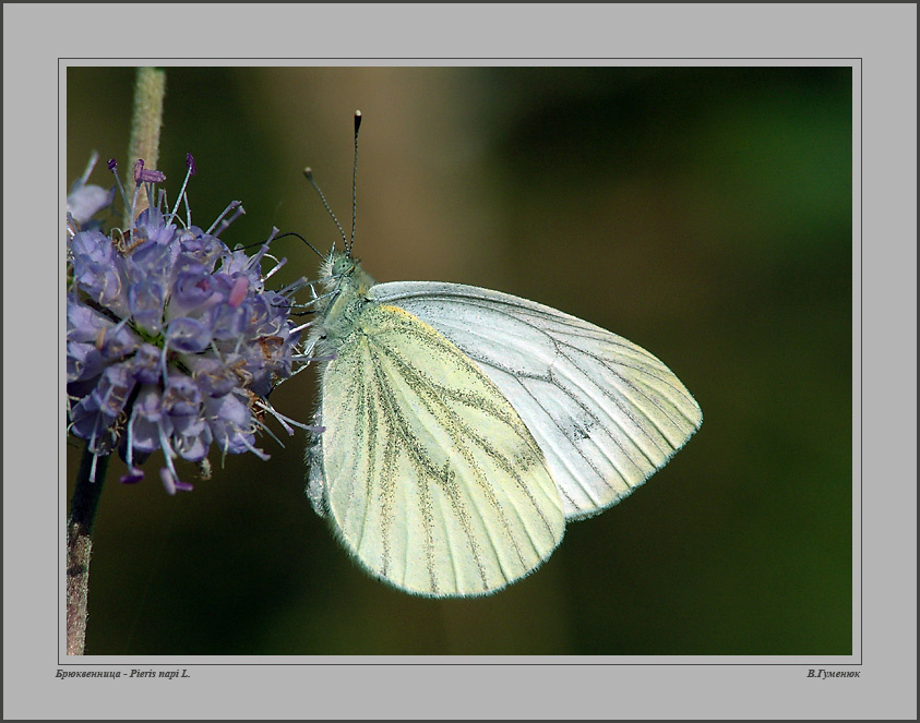 Белянка Брюквенница бабочка белянка Брюквенница  Pieris napi