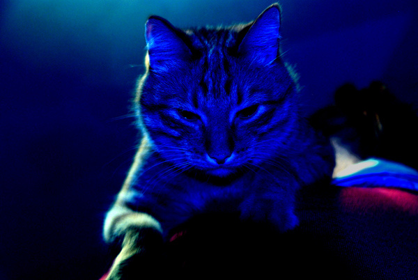 с кошкой на дискотэку дискотэка кошко