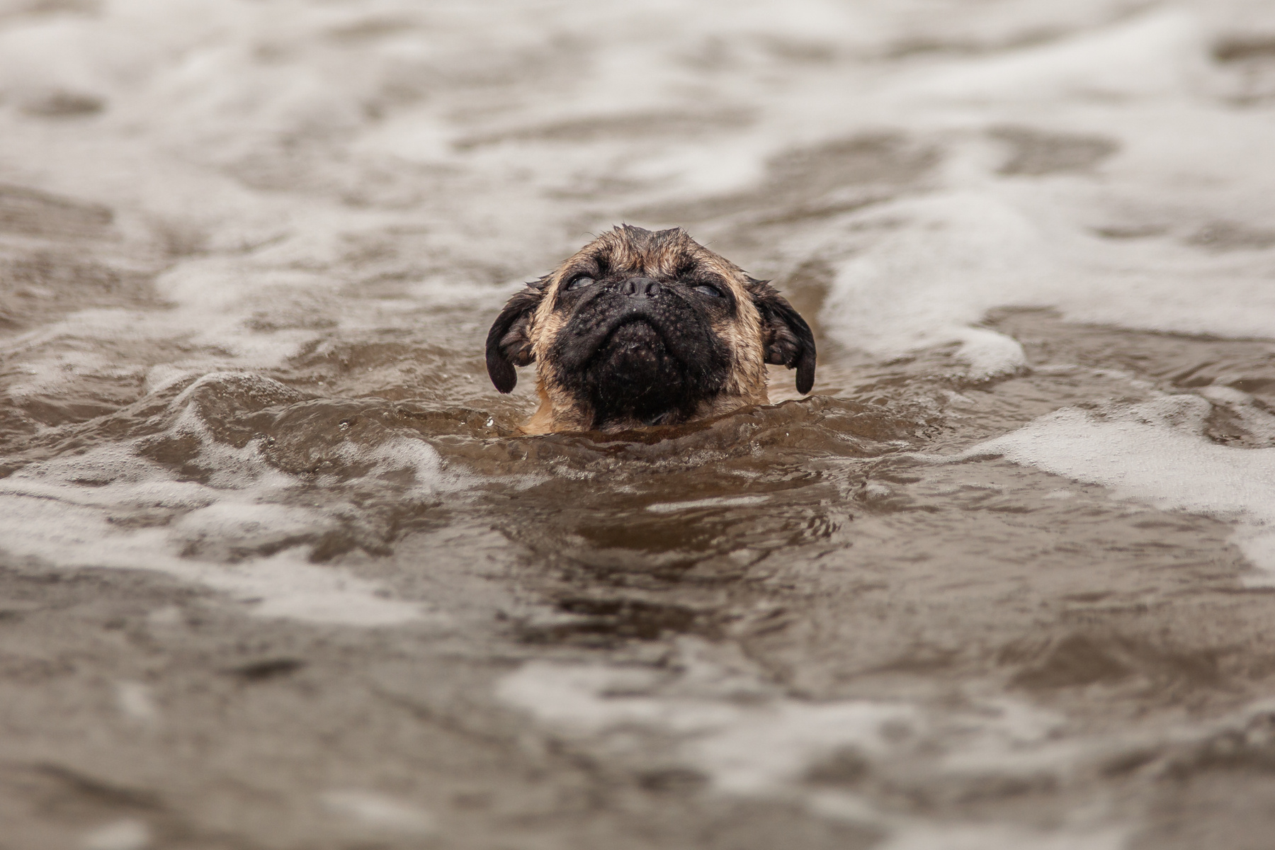 deep water dog pug deep water sea waves foam ocean Goa Arambol lonely sad pet animal melancholic nature outdoors goapug goa coallaoc arambolsamearambol