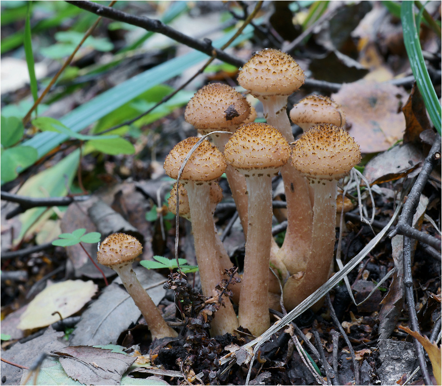 Agaricus melleus - Опенок осенний Agaricus melleus Опенок осенний грибы гриб лес осень
