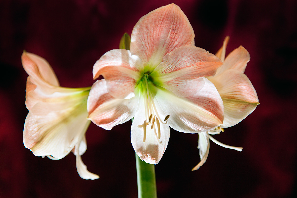 Amaryllis Amaryllis