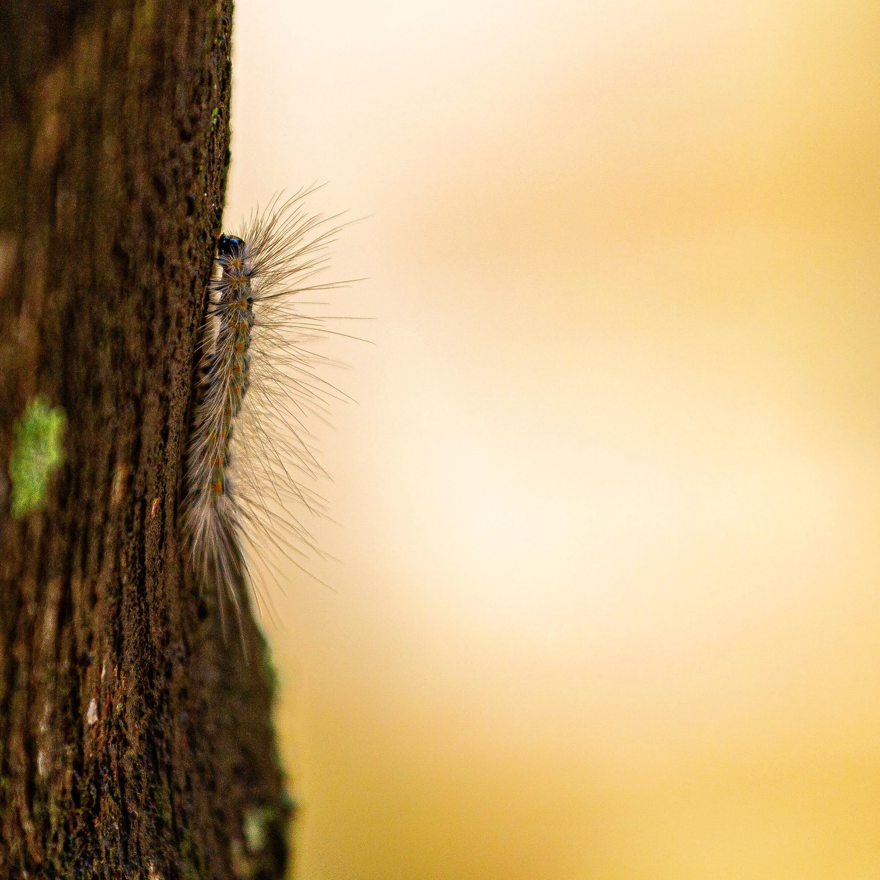 Гусеничка caterpillar гусеничка